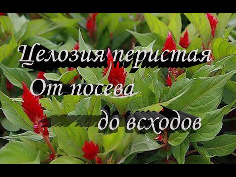 Видео: Целозия Перистая выращивание из семян. Целозия Перистая посадка и уход.