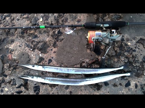 Видео: Ловля саргана  и камбалы в ноябре с пирса.