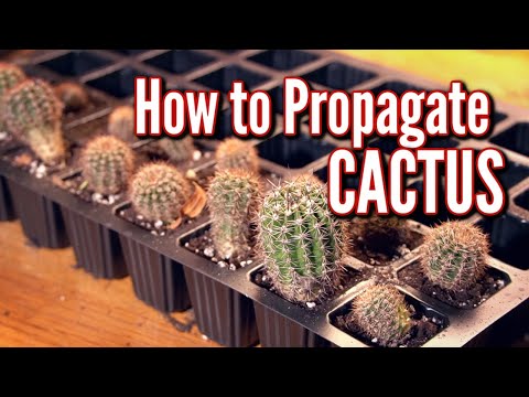 Видео: КАК РАЗМНОЖИТЬ КАКТУС САМЫМ ПРОСТЫМ СПОСОБОМ! 🌵