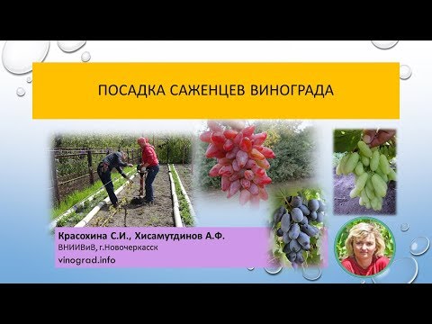 Видео: Посадка саженцев винограда