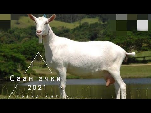 Видео: саан эчки зааненская порода Ош   мал базар баасы Чуй сокулук базар Жем чоп Кара-балта Кыргызстан