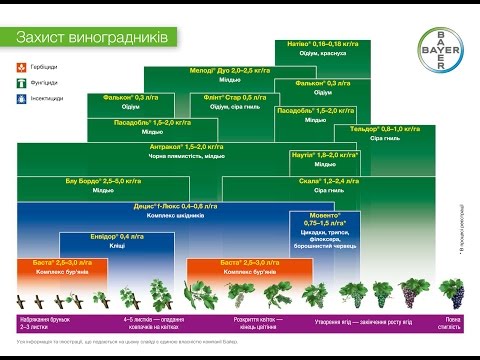 Видео: Схема ОБРАБОТКИ ВИНОГРАДА от БОЛЕЗНЕЙ / от BAYER