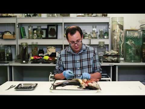 Видео: 8. Рыбы: вскрытие