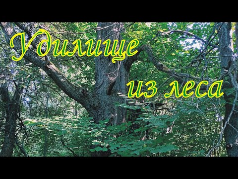Видео: Удилище из леса. Выбор палки для удочки. Часть 1.