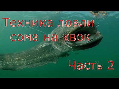 Видео: Техника ловли сома на квок. Часть 2.