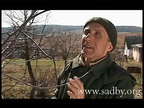 Видео: Как правильно обрезать яблоню © - Уроки Николая Рабушко.