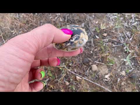 Видео: За грибами в Малайсары. Уехали от городской суеты.