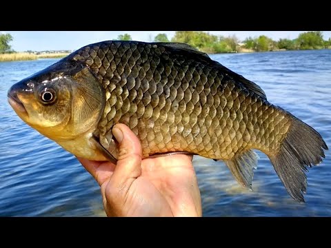 Видео: КРУПНЫЙ КАРАСЬ В СЕНТЯБРЕ! ЛОВЛЯ ОГРОМНЫХ КАРАСЕЙ НА ОЗЕРЕ! РЫБАЛКА НА ДОНКИ. РЫБАЛКА 2025