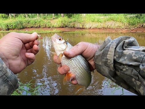 Видео: МОХТИК, СОРОГА (ПЛОТВА), ОКУНЬ И КРАСИВЫЕ ТАЁЖНЫЕ МАЛЫЕ РЕЧКИ ЯМАЛА!РЫБАЛКА НА ПАЛОЧКУ С ПОПЛАВКОМ!