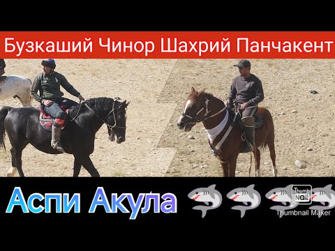 Видео: Бузкаший Чинор Шахрий Панчакент Кисми 4 Улок Точикистон 11.10.2025