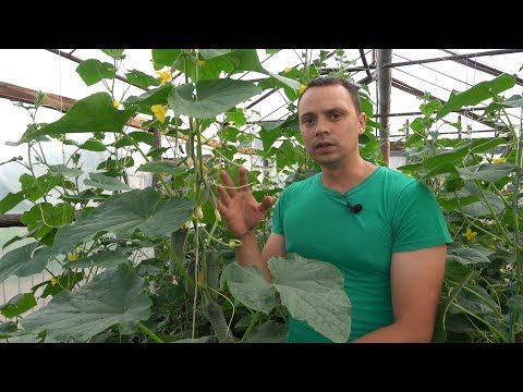 Видео: Вирощування огірків від насінини до збору врожаю