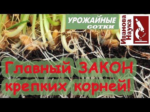 Видео: ЭТО заставляет расти КОРНИ как положено!!!!! Закон больших корней!