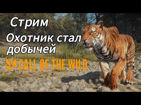 Видео: Охота на тигров в Сундарпатане. theHunter: Call of the Wild
