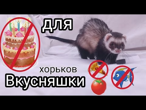 Видео: НЕ КОРМИТЕ ХОРЬКА...//Вкусняшки для хорьков// Что можно, а что нет//Snezhana