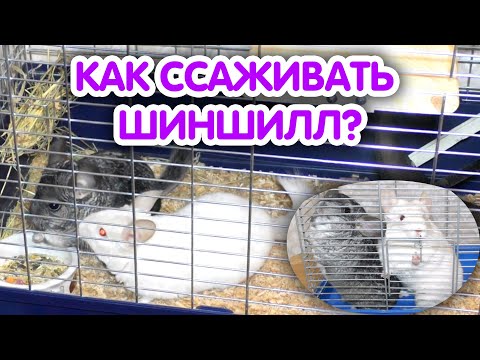 Видео: Знакомство и ссаживание шиншилл (однополых и разнополых). Как ссадить шиншилл? Шиншиллы дерутся