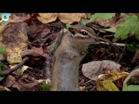 Видео: Телепроект "Пешком по Новосибирской области": 13 февраля 2016 (Мошковский район)