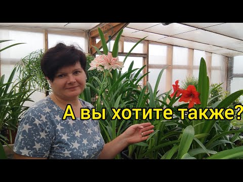 Видео: Мои гиппеаструмы вновь цветут летом!