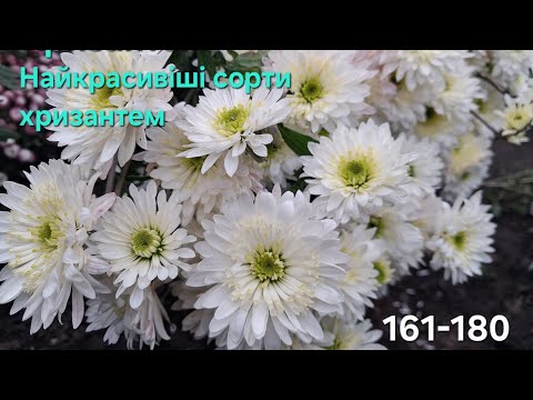 Видео: Колекція хризантем .Замовлення 2026.Корейки,горшкові,високі