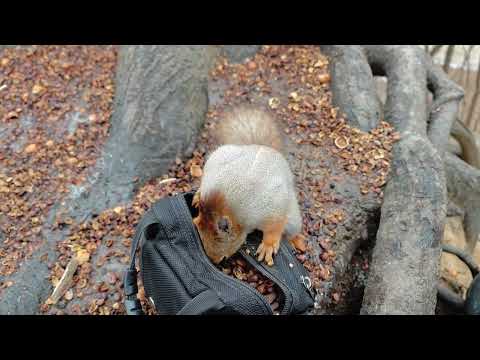 Видео: Невиданная зима, неслыханная наглость и белк с полосой на спине🤗Unprecedented winter and a squirrel