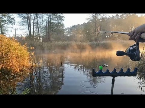 Видео: С ФИДЕРОМ В ОКТЯБРЕ НА РЕЧКЕ МЫШАНКА  ДОГОВОРИЛСЯ С ОСЕННЕЙ ПЛОТВОЙ.