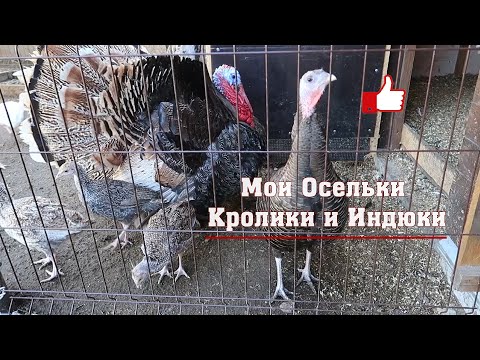 Видео: Мои Осельки. Кролики и Индюки