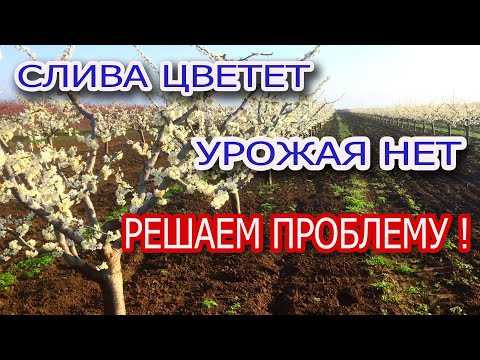 Видео: СЛИВА ЦВЕТЕТ / УРОЖАЯ НЕТ/ РЕШАЕМ ПРОБЛЕМУ!!!