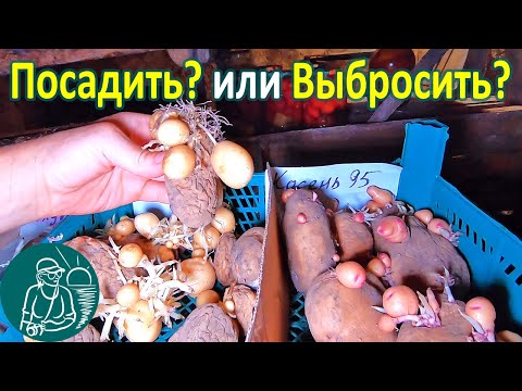 Видео: Семенной картофель бесплатно 🥔 Миниклубни - сорта картофеля без посадки в огороде 🌿 Опыты Гордеевых