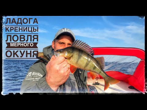 Видео: Ладога.Креницы.Ловля осеннего окуня на джиг