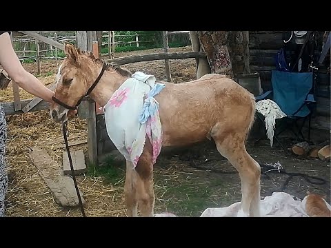 Видео: НИКТО НЕ ОЖИДАЛ ЧТО ТАКОЕ МОЖЕТ СЛУЧИТСЯ С ЖЕРЕБЕНКОМ