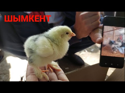 Видео: ШЫМКЕНТ ТАУЫҚ БАЗАРЫ