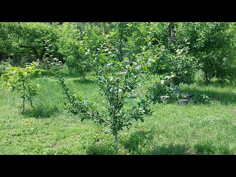 Видео: Лятна резитба на слива, 3-та година