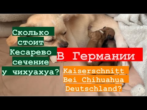 Видео: Влог из Германии,ошибка на узи, Сколько стоит кесарево сечение у собак Германии?Чихуахуа, Chihuahua