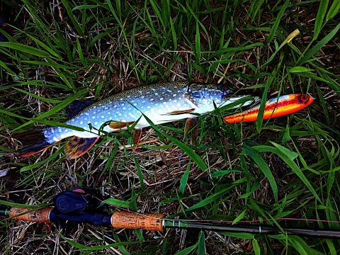 Видео: Щучий марафон стартовал