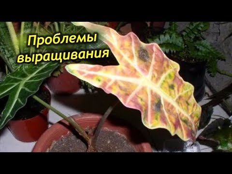 Видео: Ошибки и проблемы выращивания Алоказии. Что не так с Алоказией?