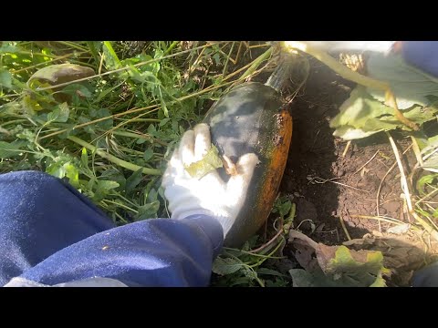 Видео: СОБИРАЮ УРОЖАЙ!! ПРОДАЮ ПОГРУЗЧИК!!ВОЗИМ УДОБРЕНИЕ