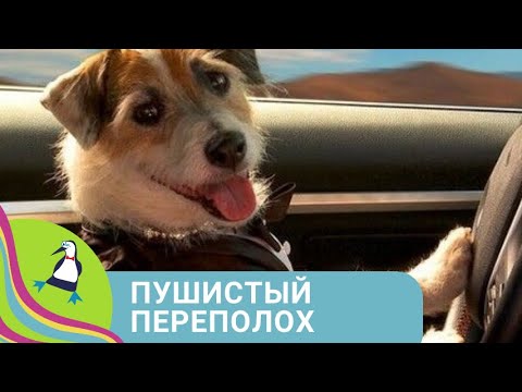 Видео: 👨‍👨‍👧‍👧ВОЛШЕБНАЯ СОБАКА, КОТОРАЯ ГОВОРИТ ПО ЧЕЛОВЕЧЕСКИ! Пушистый переполох. Фильм в HD. STARMEDIA