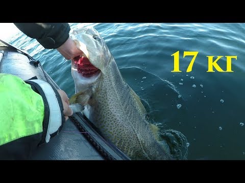 Видео: Рыбалка на Баренцевом море / Fishing in the Barents sea