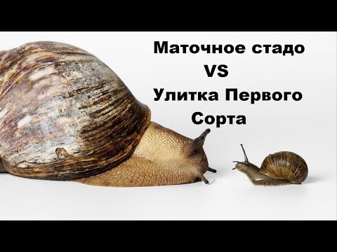 Видео: Отличие Мат стада от улитки 1-го сорта | Muller | Купить улитку | Maxima | Ферма | Разведение |