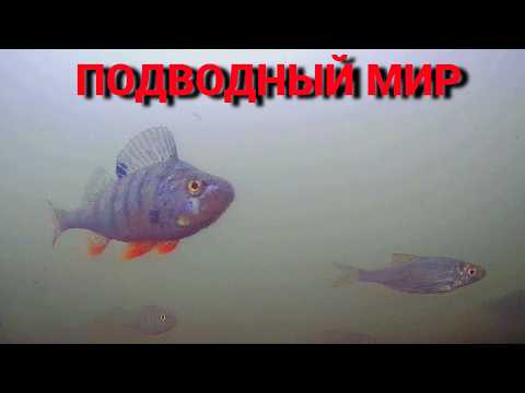 Видео: ДАВАЙТЕ ЗАГЛЯНЕМ ПОД ВОДУ. Интересные места и рыба под водой. Ждем холодов и первый лёд.