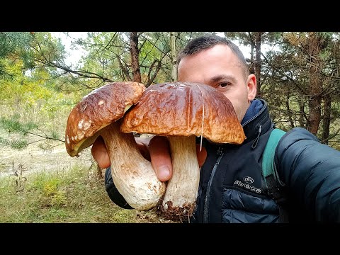 Видео: ФАРТОВИЙ ДЕНЬ ГРИБНИКА 🍄‍🟫 Білі та Польські гриби залітають до кошика один за одним!