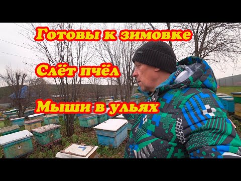 Видео: ПЧЁЛЫ ГОТОВЫ К ЗИМОВКЕ, ПРО СЛЁТ ПЧЁЛ И МЫШЕЙ НА ПАСЕКЕ