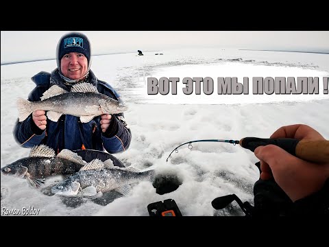 Видео: ВОТ ЭТО ЗАГИБЫ! Огромные Берши Больше Судаков. Раздача с одной лунки. Зимняя рыбалка 2023-24