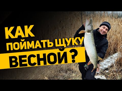 Видео: Как поймать щуку ранней весной? Рабочие приманки и тактика поиска