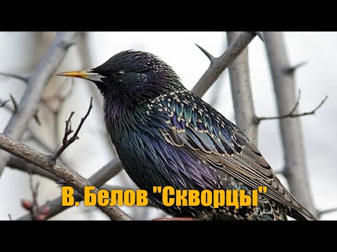 Видео: В. Белов "Скворцы"