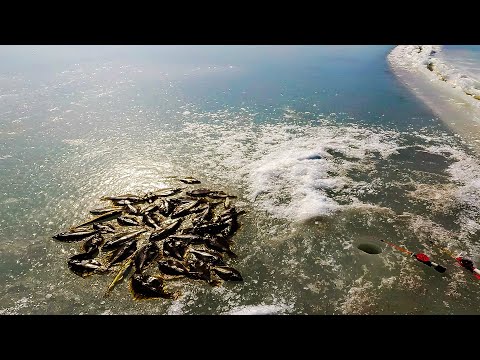 Видео: УГОЛЬНАЯ. Рыбалка на КАМБАЛУ в Амурском заливе.