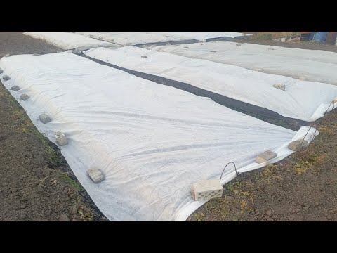 Видео: При каких температурах и каким укрывным материалом укрывать клубнику 