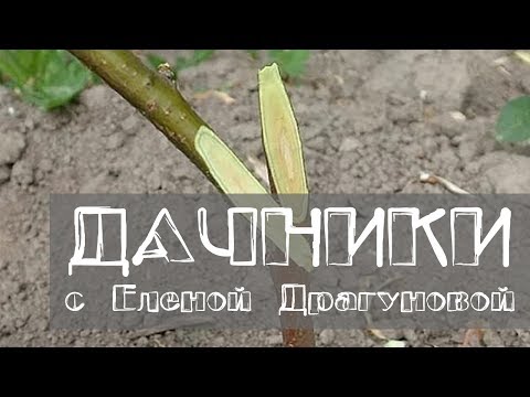 Видео: Дачники.  Разные способы прививок. Персик и виноград в Сибири. Пересадка черенков лимона