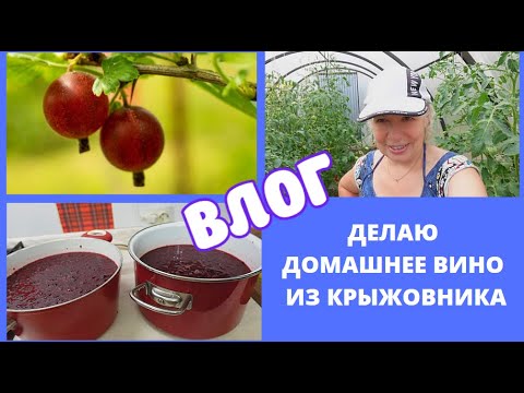 Видео: ВЛОГ/ Что творится в теплице/Делаю домашнее вино из крыжовника.1-й этап