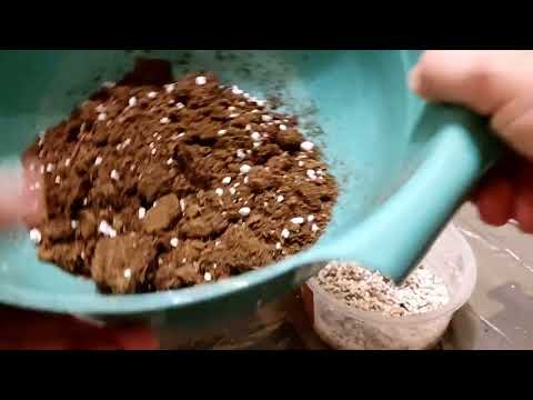 Видео: Пересадка Nepenthes ampullaria `Speckled` Непентес "Ампулярия".