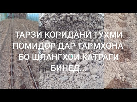 Видео: ТАРЗИ КОРИДАНИ ТУХМИ ПОМИДОР ДАР ГАРМХОНА БО ШЛАНГХОИ КАТРАГИ БИНЕД....